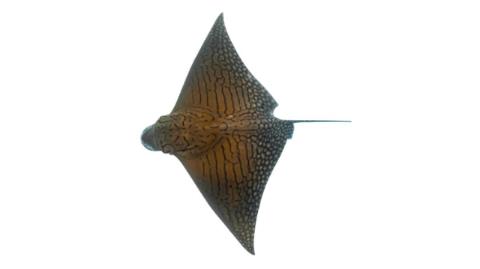 Fishing For Ornate Eagle Ray Fish Species Fishangler