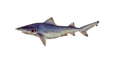 Fishing For Speartooth Shark Fish Species Fishangler