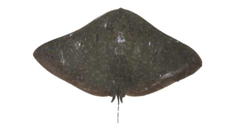 Fishing For Australian Butterfly Ray Fish Species FishAngler