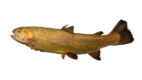 Fishing For Snake River Cutthroat Trout Fish Species Fishangler