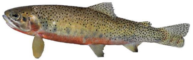 Fishing For Westslope Cutthroat Trout Fish Species Fishangler