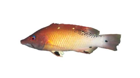 Fishing For Redfin Hogfish Fish Species Fishangler