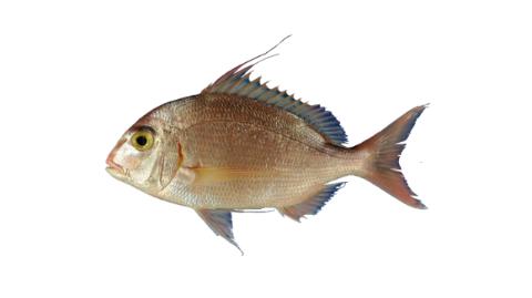 Fishing For Japanese Blue Spotted Seabream Fish Species Fishangler