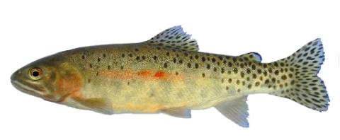 Fishing For Coastal Cutthroat Trout Fish Species FishAngler