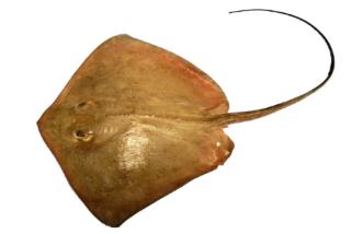 Fishing For Southern Stingray Fish Species Fishangler