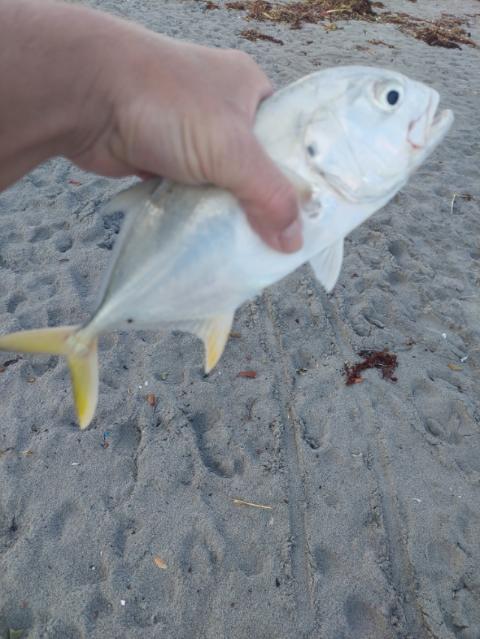 Jack Fish Baby Jack Crevalle