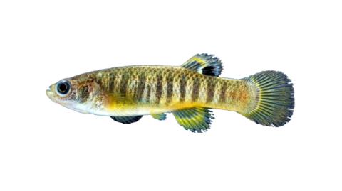 Fishing for Spotfin killifish → Explore Catches, Top Baits & More!