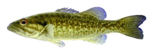 Fishing for Guadalupe bass: Fish Species – FishAngler.com