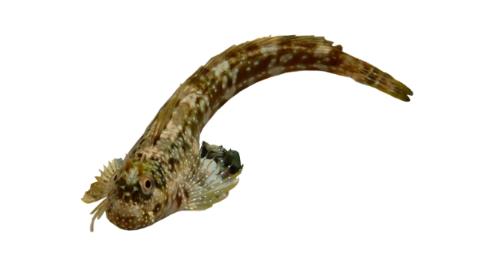 Jewelled Rockskipper Fishing for White-dotted rockskipper → Explore Catches, Top Baits & More!