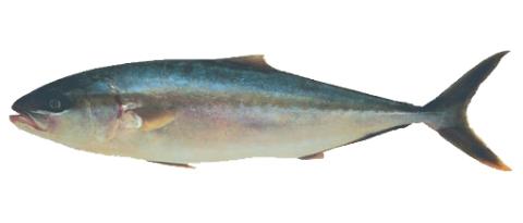 Fishing For Yellowtail Amberjack: Fish Species – FishAngler.com