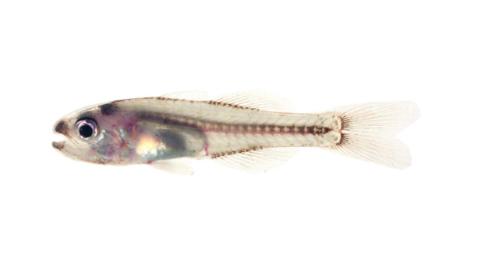 Fishing For B-spot Cardinalfish: Fish Species – FishAngler.com