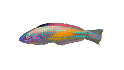 mardi gras wrasse