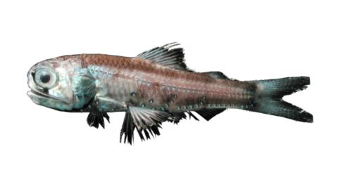 Leadlight Fish Fishing for California headlightfish → Explore Catches, Top Baits & More!