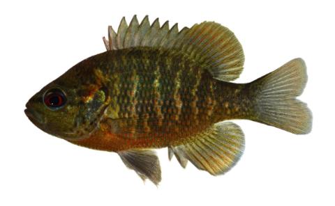 Fishing for Redspotted sunfish: Fish Species – FishAngler.com