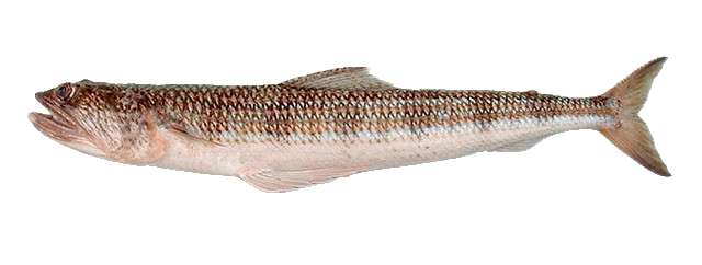 lizard fish