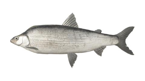 Fishing for Muksun: Fish Species – FishAngler.com
