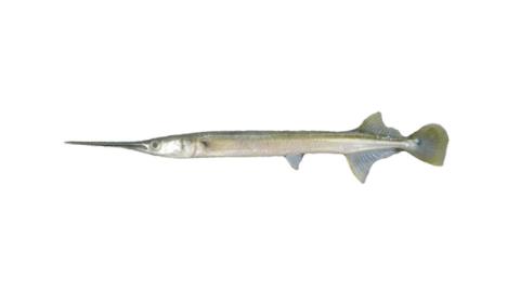 Fishing for Spottail needlefish: Fish Species – FishAngler.com