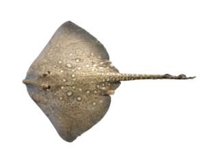 Fishing for Thornback ray: Fish Species – FishAngler.com