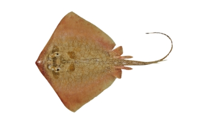 Fishing for Painted maskray: Fish Species – FishAngler.com