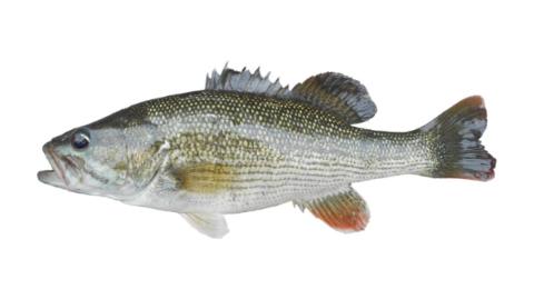 Fishing for Chattahoochee Bass → Explore Catches, Top Baits & More!