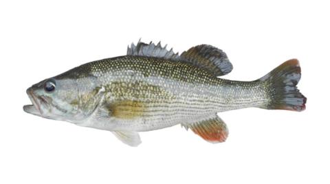 Fishing for Chattahoochee Bass: Fish Species – FishAngler.com