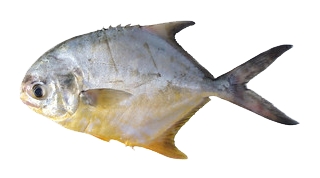 Fishing for Blackblotch pompano: Fish Species – FishAngler.com