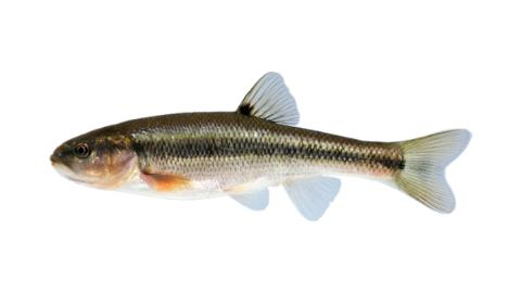 Fishing for Creek chub → Explore Catches, Top Baits & More!