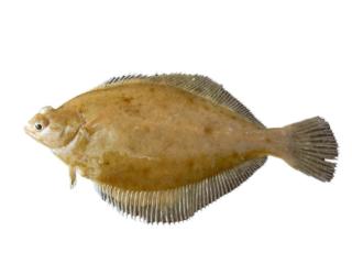 Fishing for Dotted flounder: Fish Species – FishAngler.com