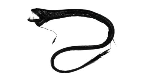 Fishing for Black dragonfish: Fish Species – FishAngler.com