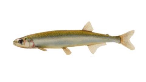 Fishing for Cucumberfish → Explore Catches, Top Baits & More!