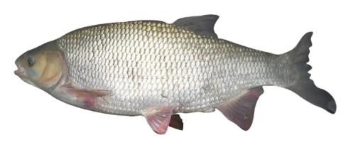 Fishing for Ide: Fish Species – FishAngler.com