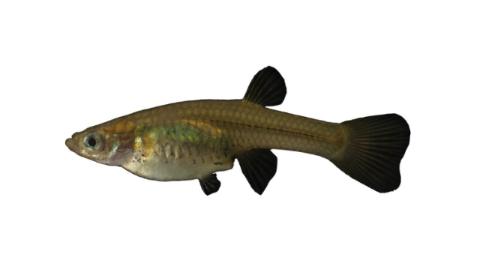 Fishing for Gila topminnow Fish Species