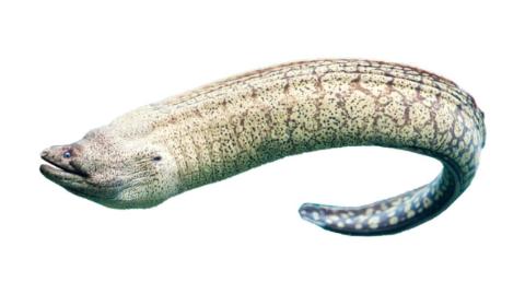 Fishing for Giant moray: Fish Species – FishAngler.com