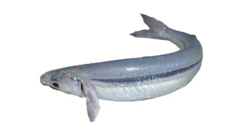 Fishing for California grunion: Fish Species – FishAngler.com