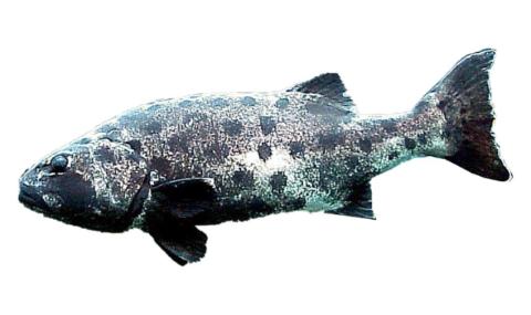 Seebus Fish Fishing for Giant seabass → Explore Catches, Top Baits & More!
