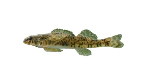 Fishing for Rock darter: Fish Species – FishAngler.com