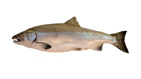 Cohan Fish Fishing for Coho salmon → Explore Catches, Top Baits & More!
