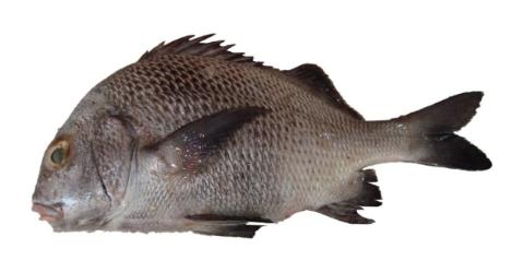 Magarate Fish Fishing for Black margate → Explore Catches, Top Baits & More!
