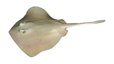 Fishing for Common stingaree: Fish Species – FishAngler.com