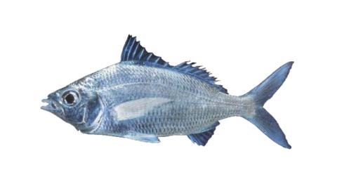 Mhora Fish Fishing for Bigeye mojarra → Explore Catches, Top Baits & More!