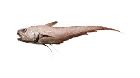 Fishing for Mediterranean grenadier → Explore Catches, Top Baits & More!