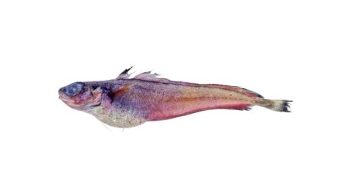 Fishing for Dwarf codling → Explore Catches, Top Baits & More!