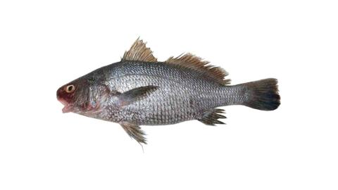 Fishing for Spotted croaker: Fish Species – FishAngler.com