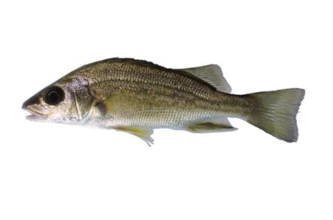 Fishing for Burro grunt → Explore Catches, Top Baits & More!
