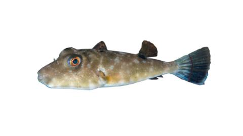Fishing for Narrow-headed puffer → Explore Catches, Top Baits & More!