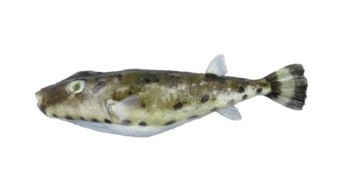 Fishing for Bandtail puffer → Explore Catches, Top Baits & More!