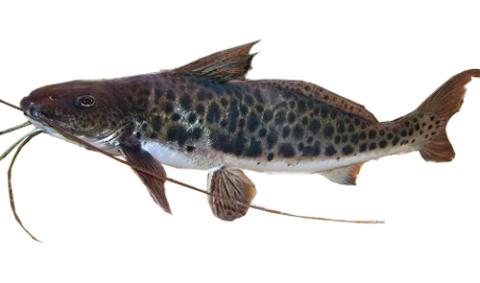 Zumar Fish Fishing for Zamurito → Explore Catches, Top Baits & More!