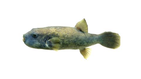 Fishing for Blue-spotted puffer: Fish Species – FishAngler.com