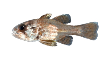 Conzo Fish Fishing for Conchfish → Explore Catches, Top Baits & More!