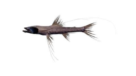 Fishing for Abyssal spiderfish → Explore Catches, Top Baits & More!